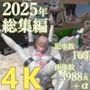 tsumayoji研究所 2025年 総集編 ［4K version］